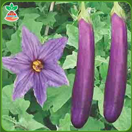 F1 hybrid green-fleshed eggplant seeds />
                                                 		<script>
                                                            var modal = document.getElementById(